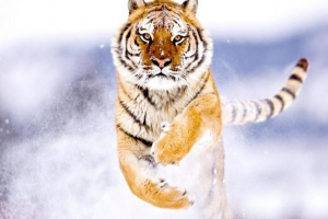 Amur tiger - dodatkowe informacje. Amur tiger - dodatkowe informacje.